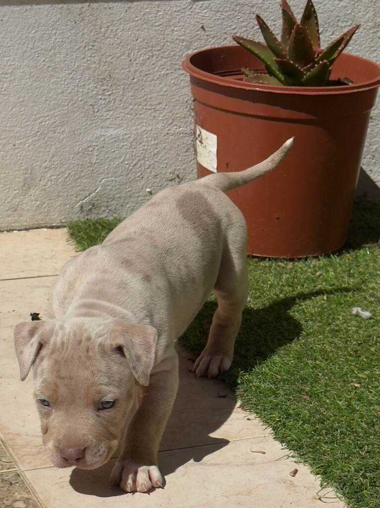 American bully XL abkc