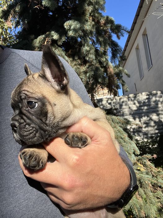 Французский бульдог развязанный. За щенка или по договорённости.