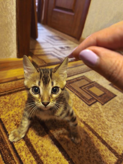 Котенок 2 месяца.