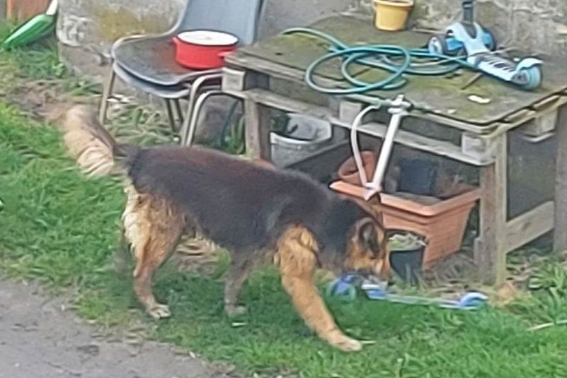 Znaleziono psa, Kamień Kolonia