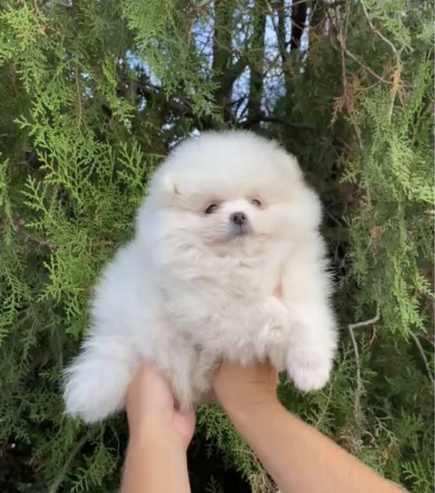Szpic Miniaturowy Pomeranian Boo
