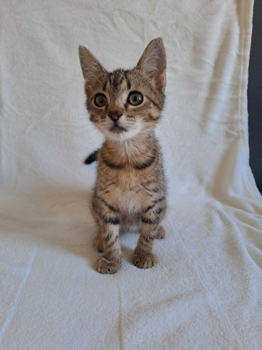 Mały Dali czeka na swój dom