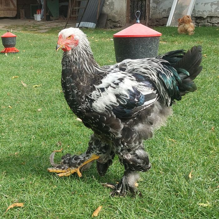 Brahma olbrzymia