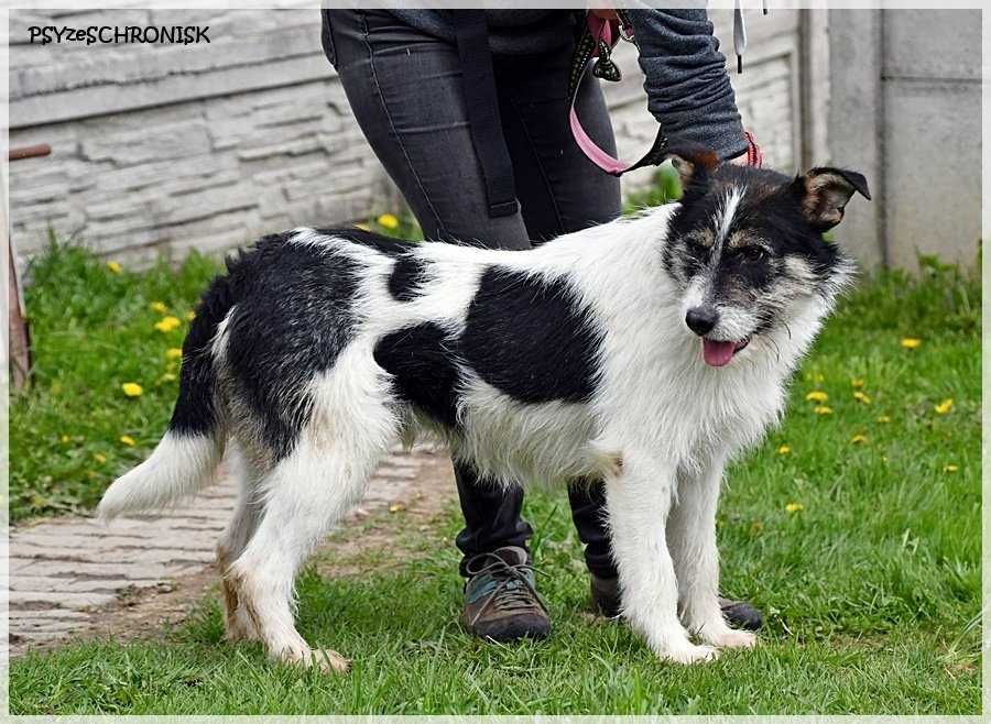 Gabryś, szalenie sympatyczny psiak uśmiechnięty od ucha do ucha