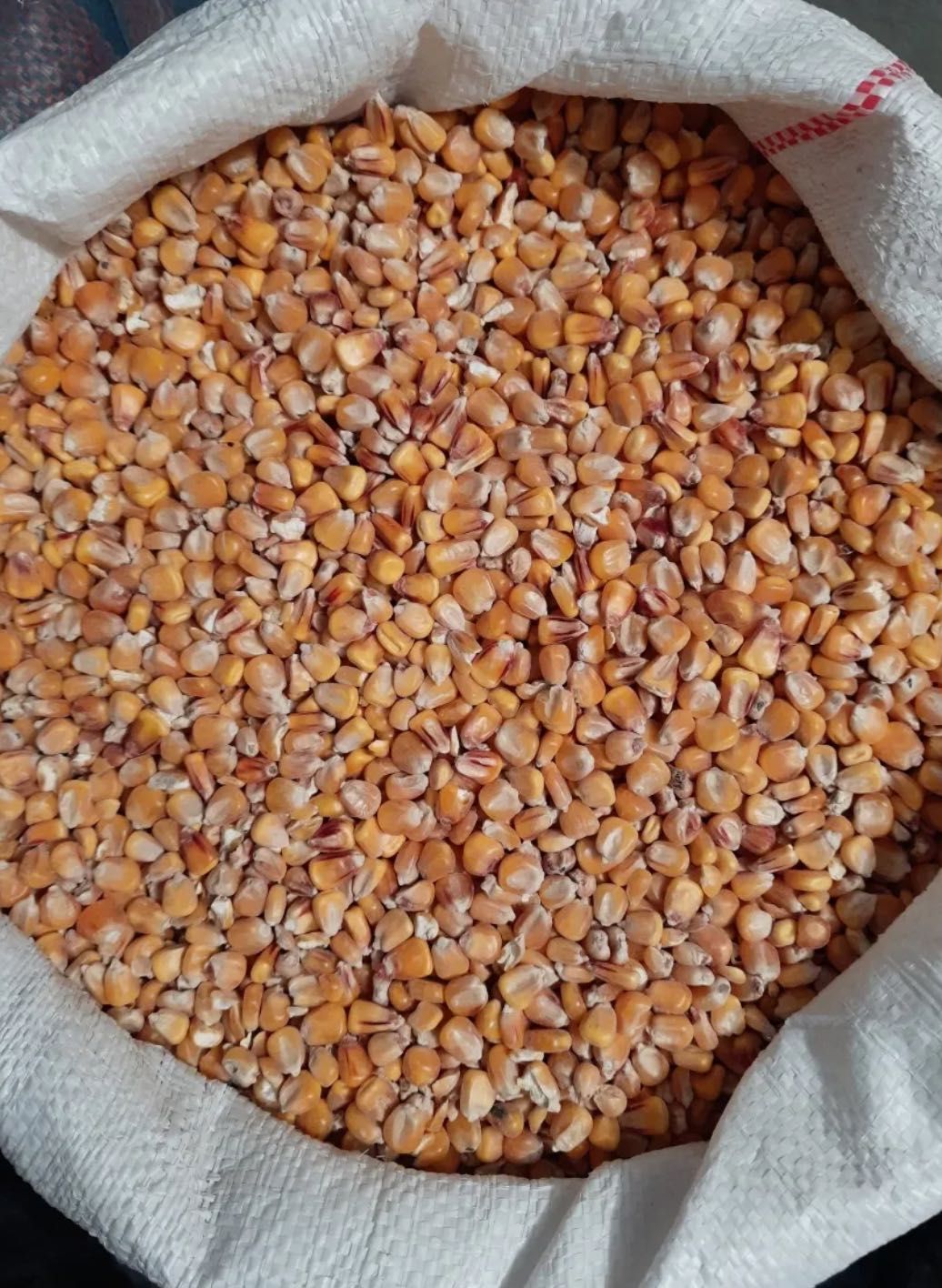 Zboże, walcowana kukurydza,mieszanka zbóż,pasza,groch,inne
