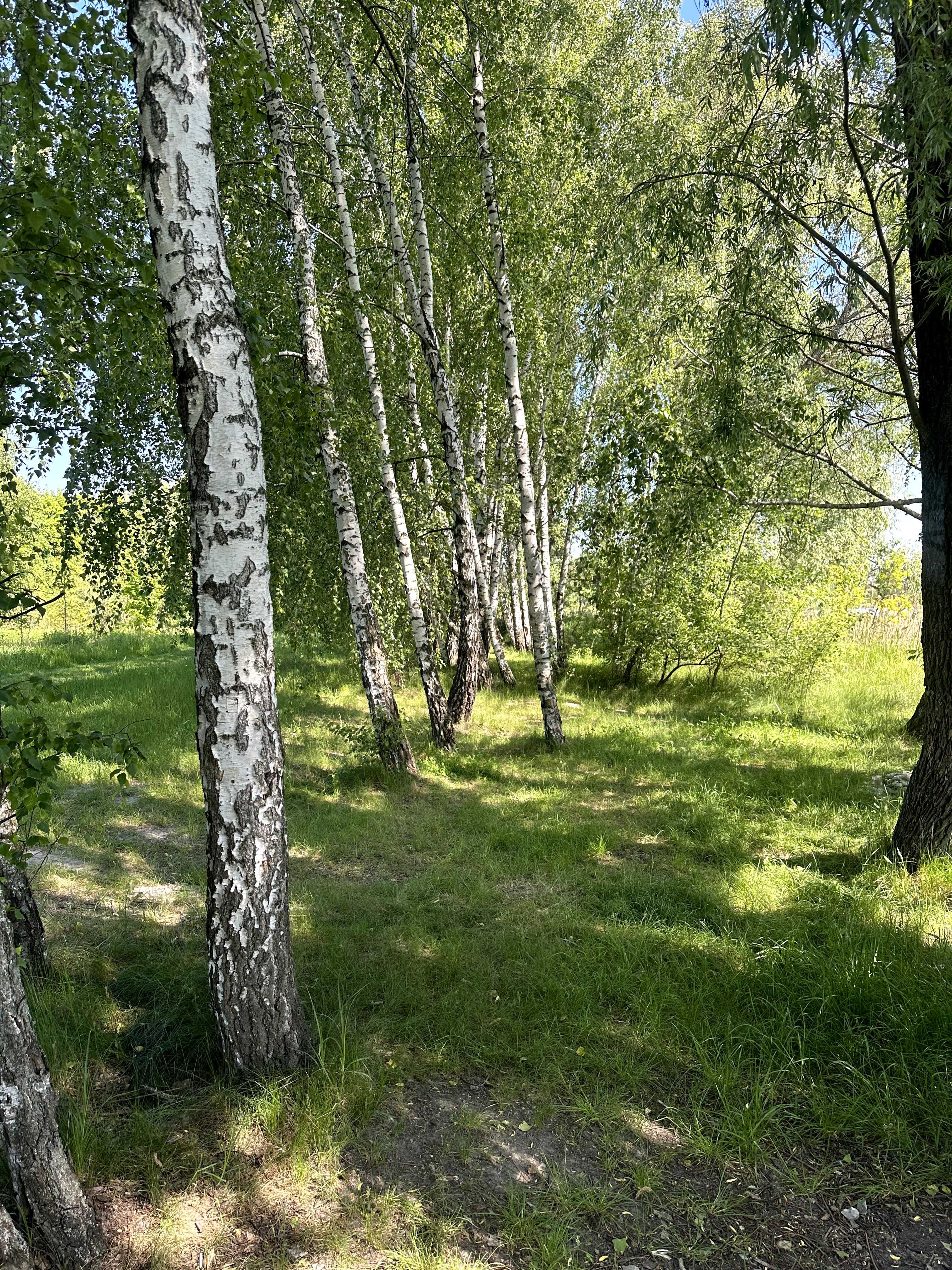 Забір'я, друга ділянка від озера. не в оренді. Терміново!