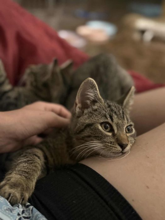 Kotka Brawurka do adopcji