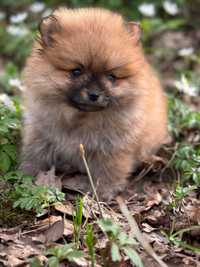 Pomeranian suczka teddy face boo