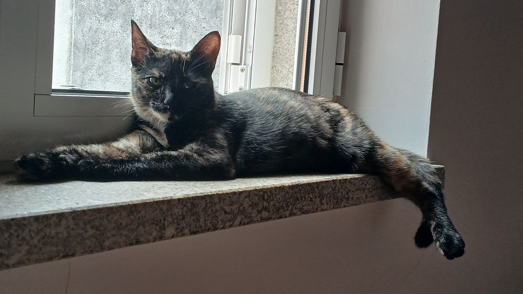 Gatinha para adopção