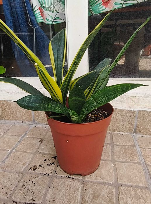 Planta sansevieria / espada de S. Jorge e Sta. Bárbara