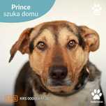 Prince szuka domu!