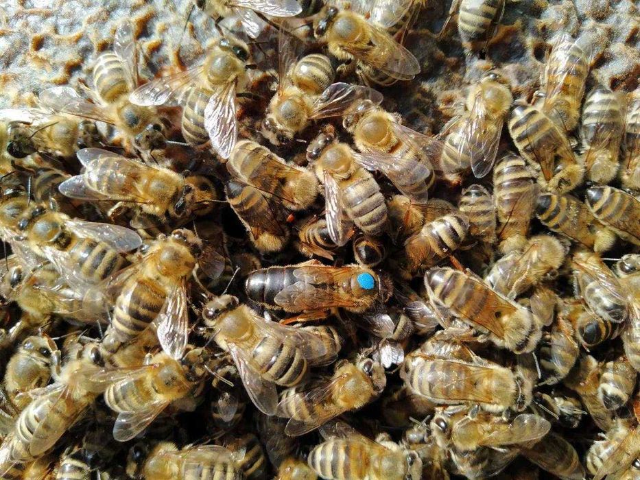 Продам Мед Різнотрав’я з Липою натуральний