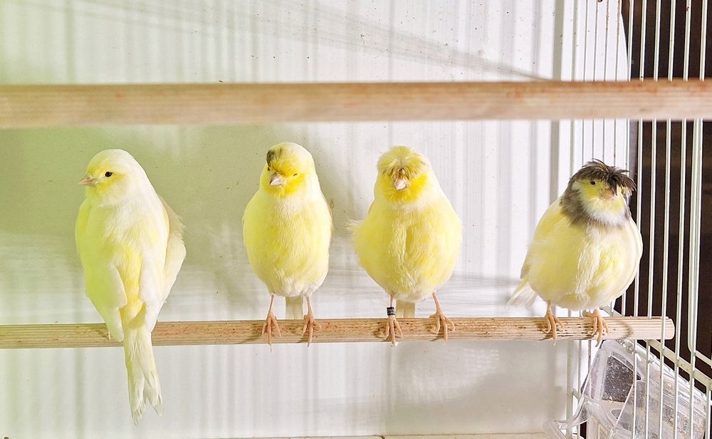 Kanarki gloster żółte