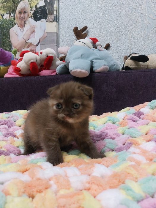 Срочно Продам малышей
