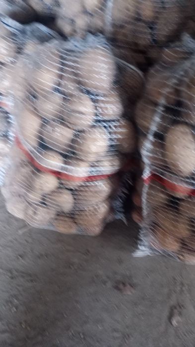 Ziemniaki jadalne noya