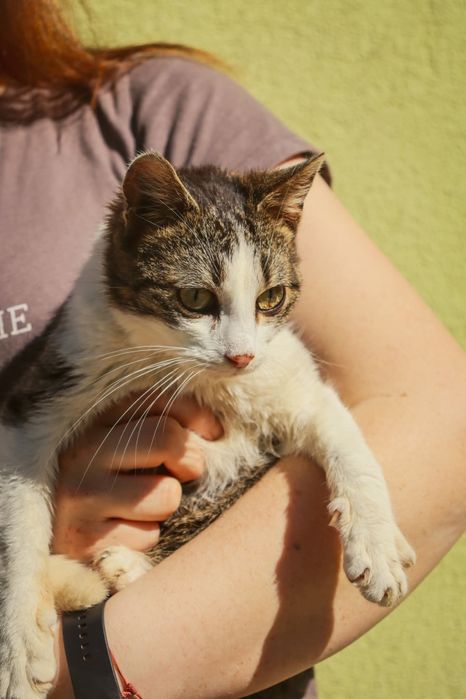 Śliczny kocurek Alwinek