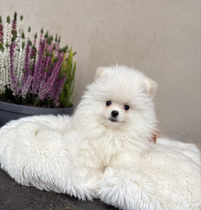 Puszysta biała suczka szpic miniaturowy Pomeranian