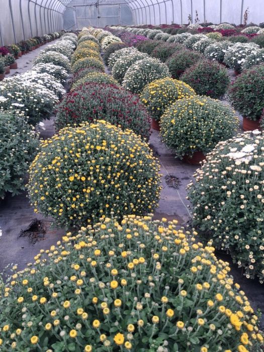 Chryzantemy drobnokwiatowe