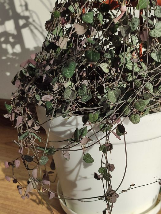 Церопегия Вуда с горшком и опорой