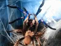 Chilobrachys sp electric blue 10szt L3