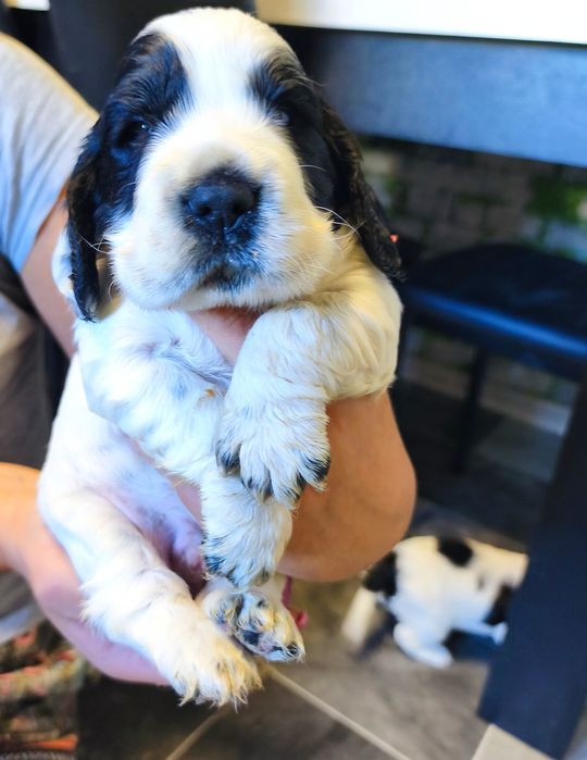 Cocker spaniel angielski biało-czarny z przesianiem