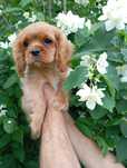 Cavalier King Charles spaniel FCI