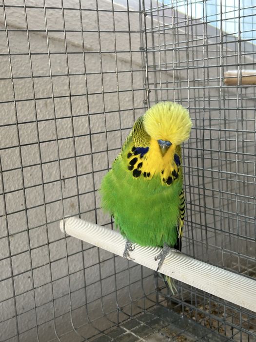 Periquitos ingleses  bom porte