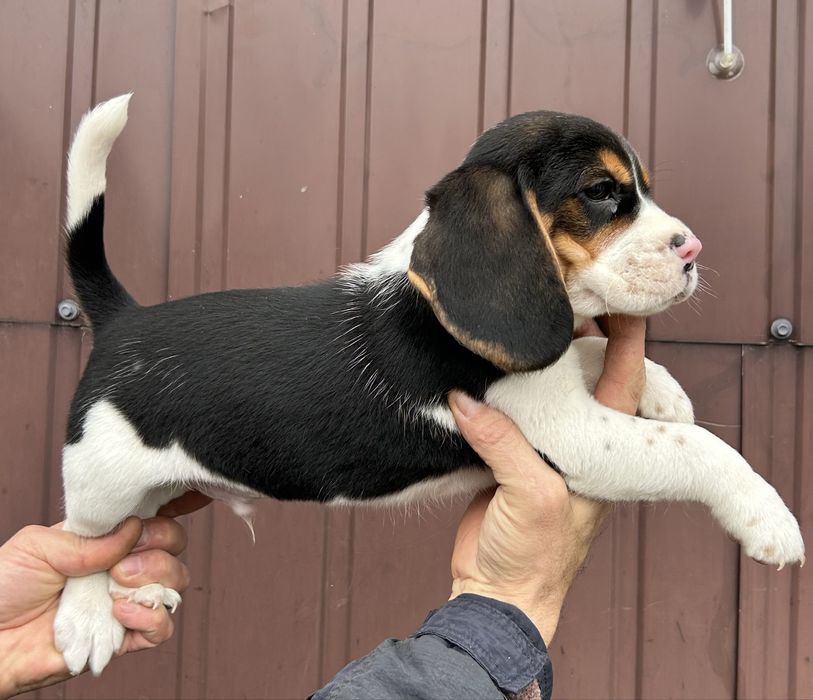 Цуценята породи Бігль