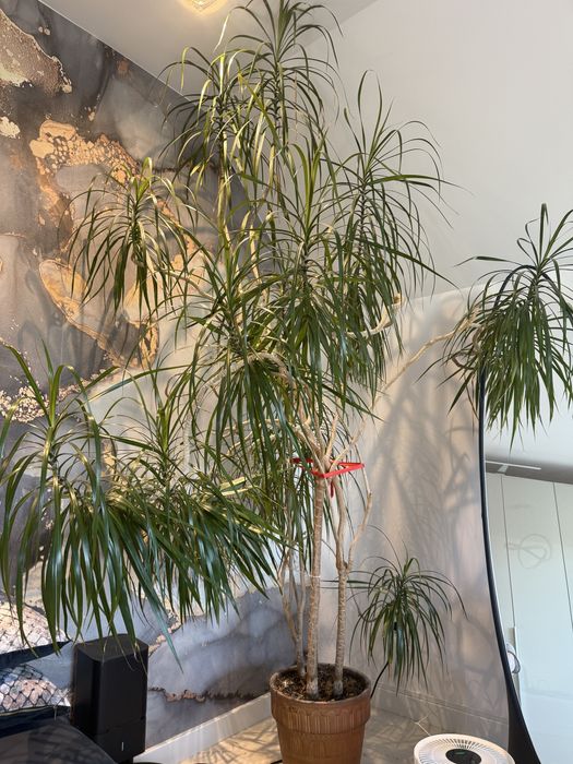 Kwiat dracena duza