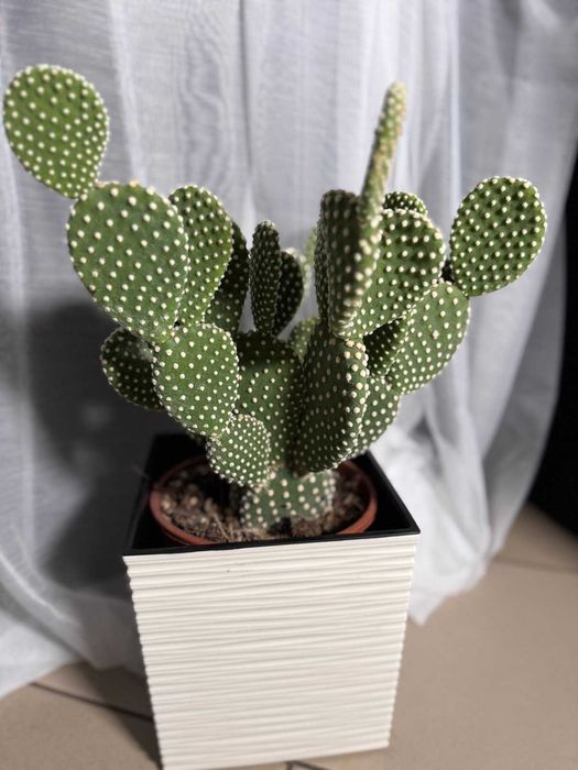 Паперомія .Ріпсаліс Цереускула