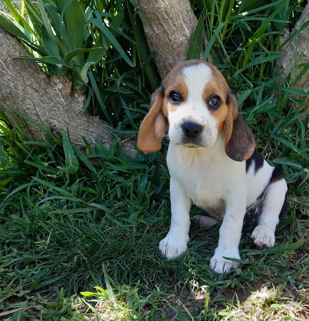 Excelente Macho Beagle Lop e afixo