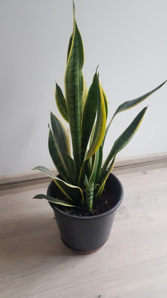 Sanseveria ,wężownica