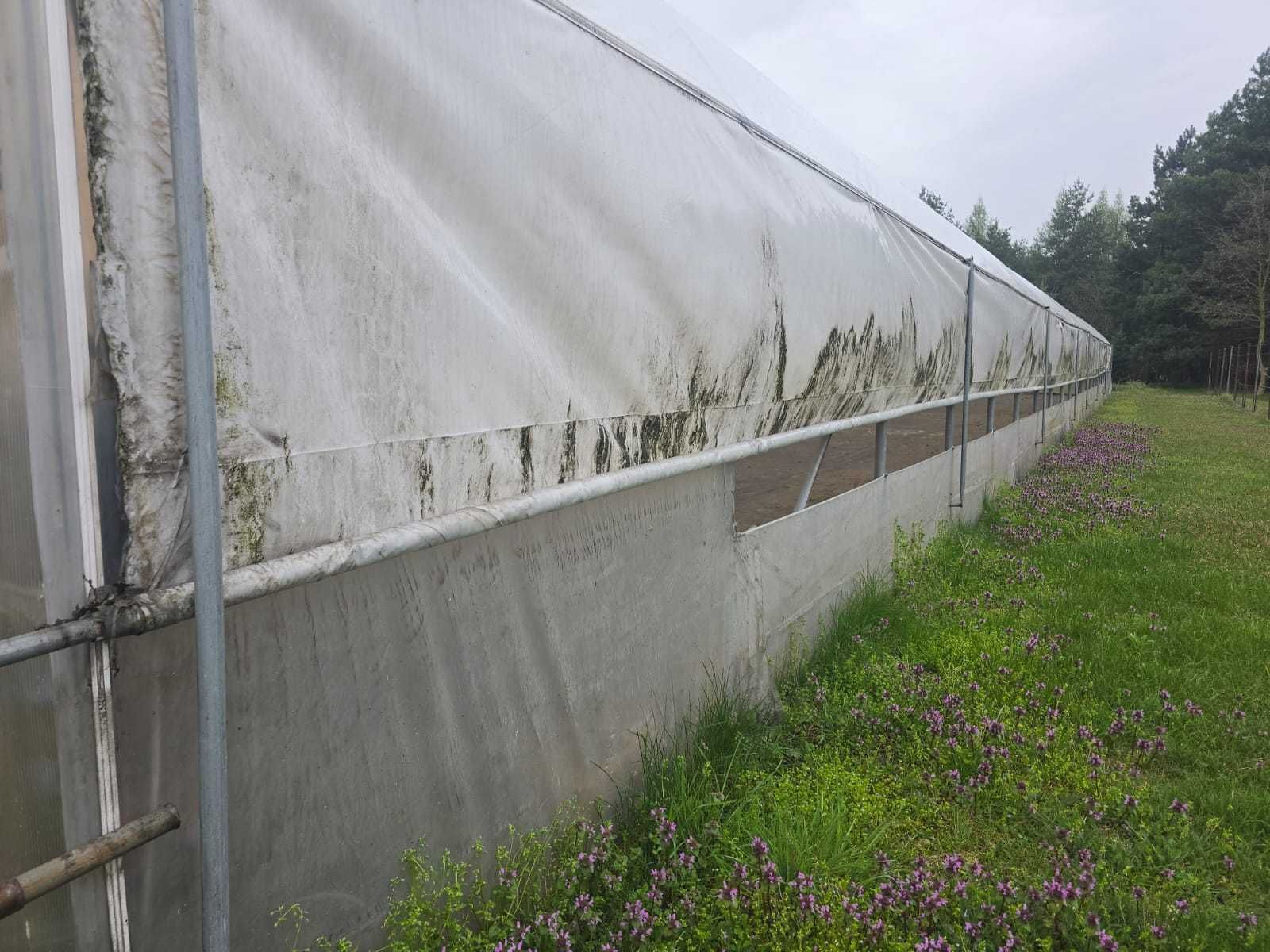 Tunel foliowy (podwójna, nadmuchiwana folia) 8 x 30 metrów wys. 3,30 m