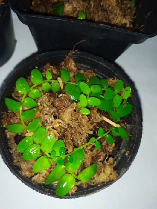 Rośliny do terrarium wiwarium Marcgravia sp mini