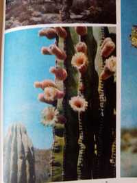 Жизнь растений, т. 5. М.1980, 430 стр., Цена 250 гр.