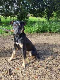 Cão jovem e meigo para adoção responsável