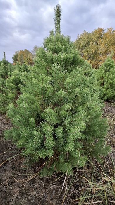 Новорічна ялинка (сосна Кримська). Новогодняя елка.