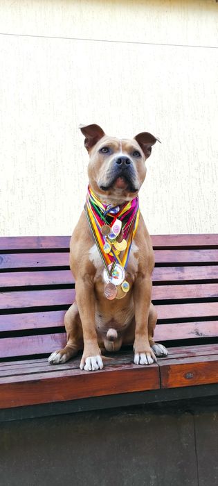 В'язка Американський стафордширський терьер