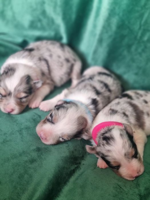 * * * sunia * * *  Border Collie