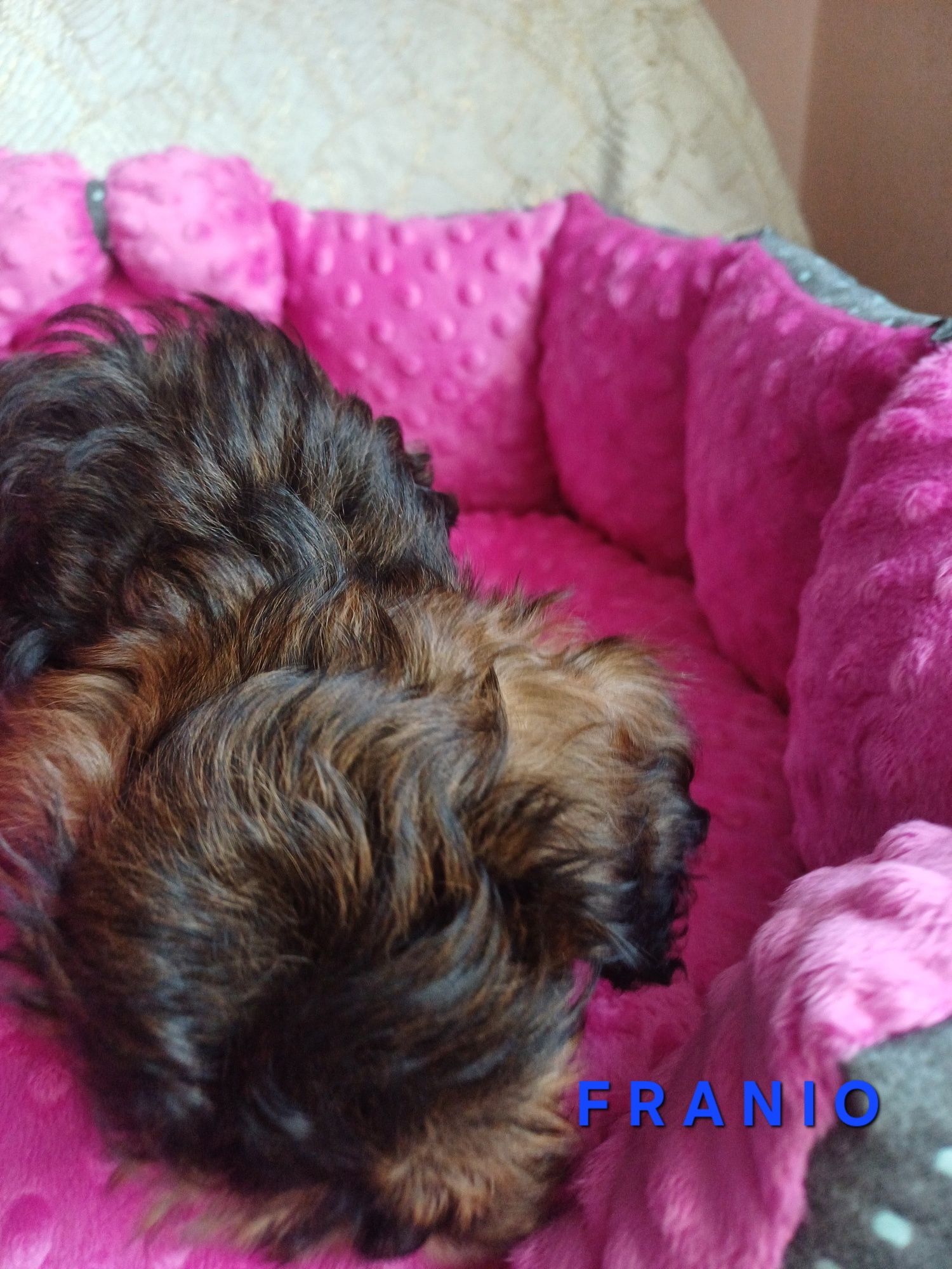 Shihpoo gotowy do odbioru