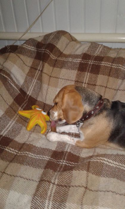 Передержка собак.