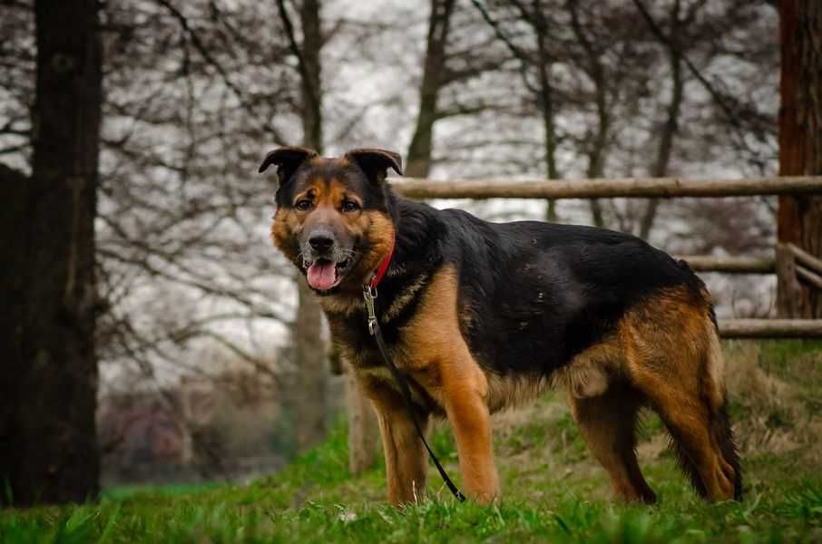 Psiak Buddy czeka na ciepły domek