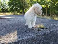 maltipoo szczeniak suczka