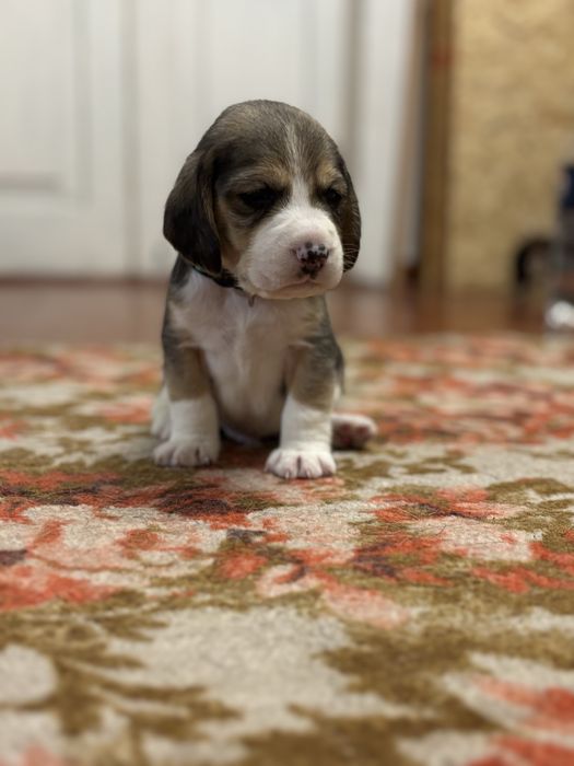 Бігленнята, бігль цуцення