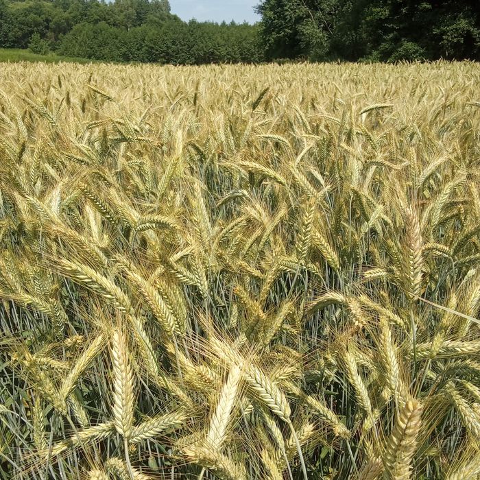 Pszenżyto Tricanto KWALIFIKAT