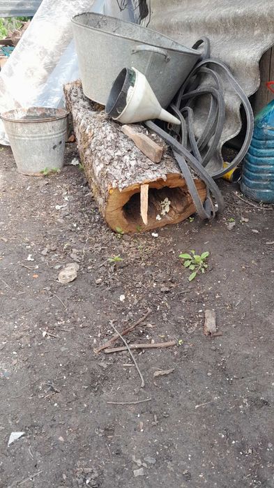 Дерево орех яблоня