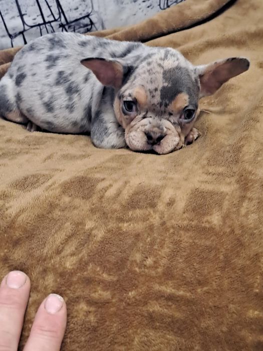 Szczeniak buldog francuski piesek