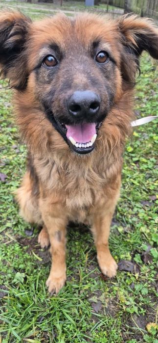 Cudowny psiak do adopcji