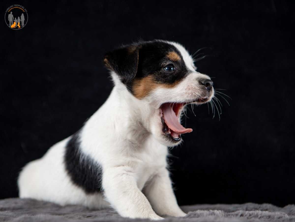 Jack Russell Terrier ZKwP FCI- rezerwacja