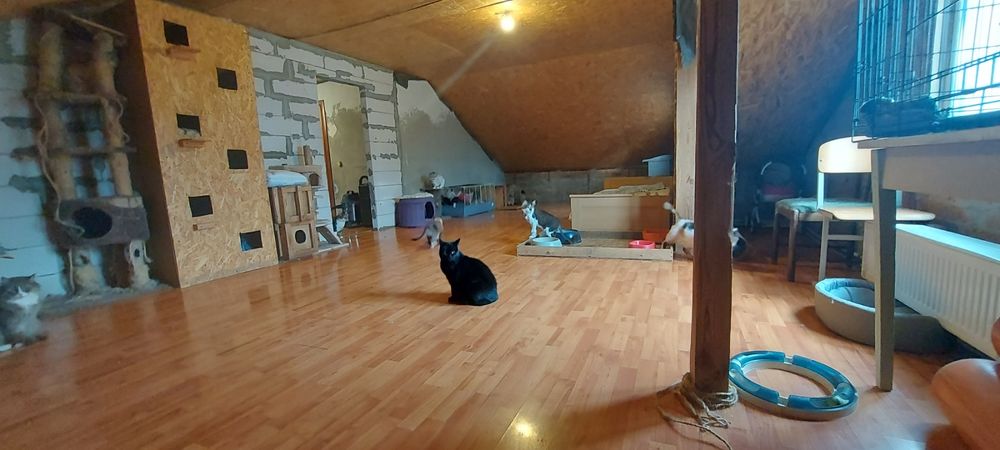 Перетримка для котів